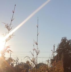 Plants against clear sky