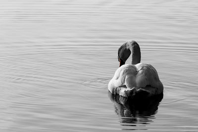 White swan on lake