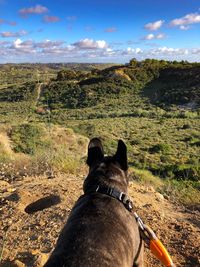French bulldog on a nature hike at manchester preserve in encinitas, san diego, california