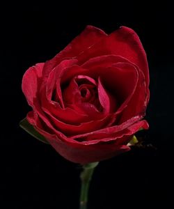 Close-up of fresh red rose against black background