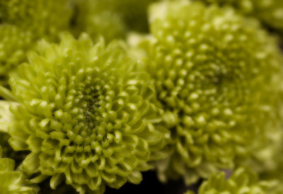 Close-up of flowers