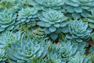 Full frame shot of succulent plant