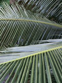 Full frame shot of palm trees