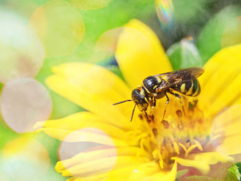 Close-up of insect on yellow flower