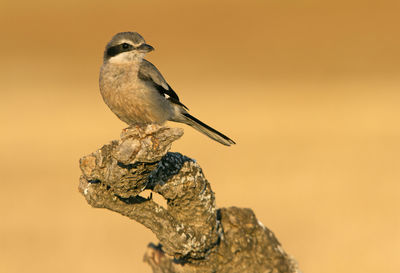 Close-up of bird perching on rock