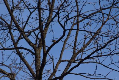 Low angle view of bare tree against clear sky