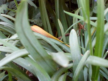 Close-up of fresh green grass in field