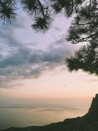 Low angle view of silhouette tree against sky at sunset