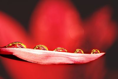 Close-up of red rose flower