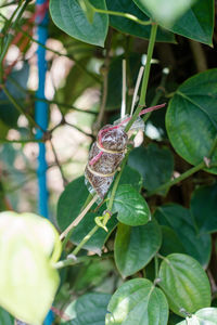 Close-up of butterfly on plant