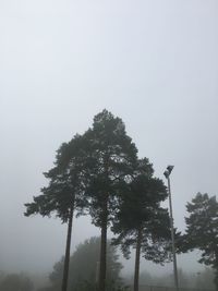 Low angle view of silhouette tree against sky