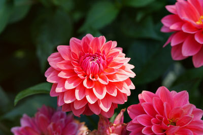 Close-up of pink dahlia blooming outdoors