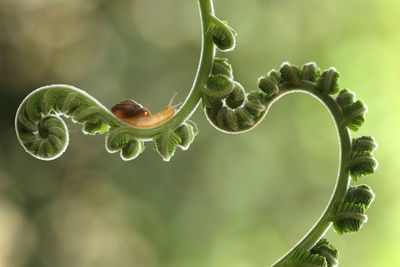 Close-up of snail on plant 