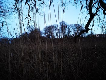 Bare trees on field against sky