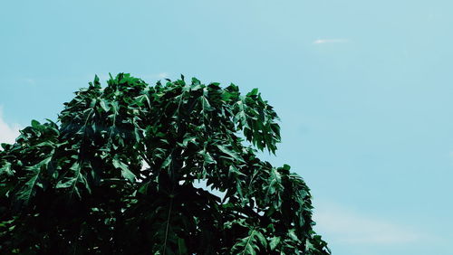 Low angle view of trees against clear blue sky