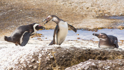 Close-up of three african penguins next to water