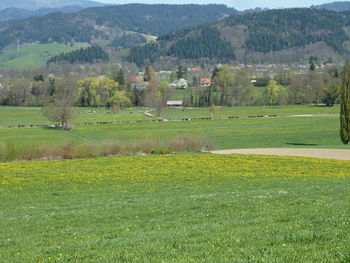 Scenic view of field against sky