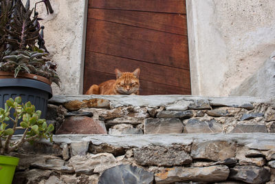 Portrait of cat sitting by stone wall