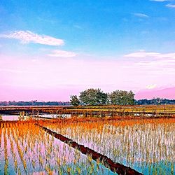Plants growing on field against sky