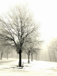 Bare trees against sky