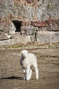 Sheep on landscape