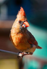 Male northern cardinal on the bird feeder