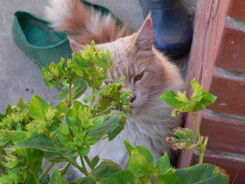 Portrait of cat by plants