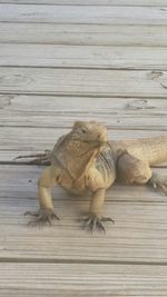 Close-up of wooden door