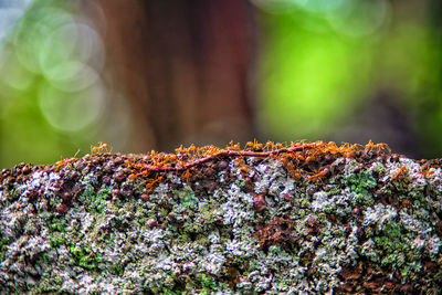 Close-up of caterpillar on tree trunk