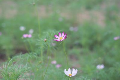 Close-up of pink flower on field