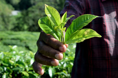 Close-up of hand holding plant