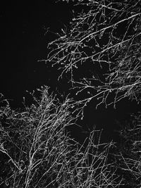 Firework display over bare tree at night