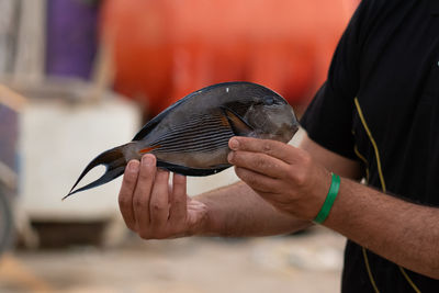 Midsection of man holding bird