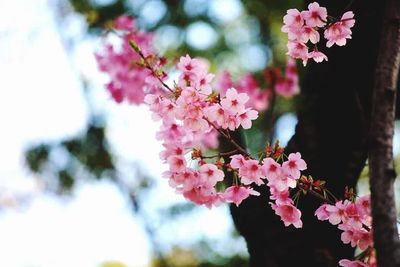 flowering plant