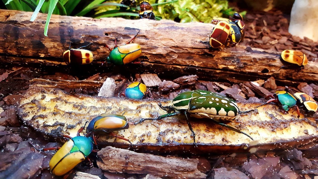 Painted beetles