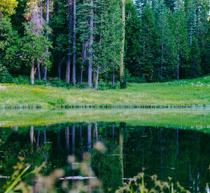 Reflection of trees in river