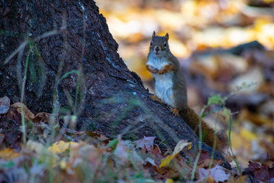 Squirrel on tree trunk