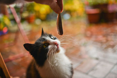 Close-up of a cat