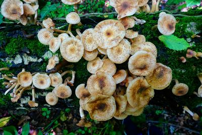 High angle view of mushrooms growing on land