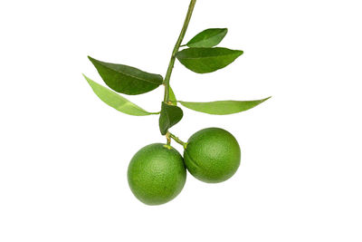 Close-up of fruit against white background