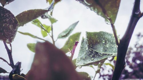 Close-up of raindrops on tree