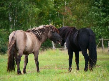 Horses - pferde