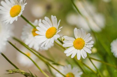 Close-up of white daisy flowers