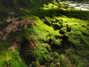 Full frame shot of moss on sea