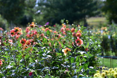 Close-up of flowering plants on field