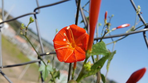 Close-up of orange flower against clear sky