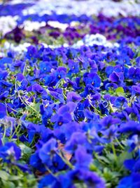 Close-up of purple flowers