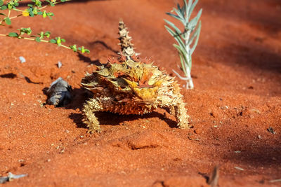 Front view thorny devil in the australian outback