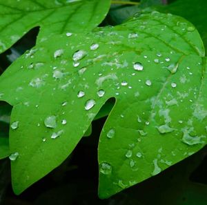 Close-up of raindrops on leaf