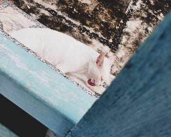 High angle view of cat sleeping